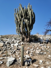 Trichocereus chiloensis chiloensis