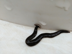 Bipalium univittatum