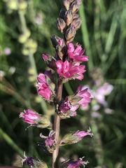 Sidalcea nelsoniana