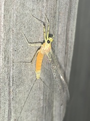 Stenacron interpunctatum heterotarsale