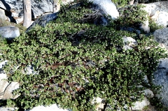 Arctostaphylos nevadensis