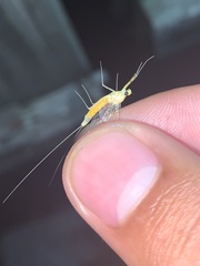 Stenacron interpunctatum heterotarsale