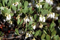 Arctostaphylos nevadensis