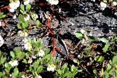 Arctostaphylos nevadensis