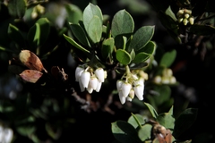 Arctostaphylos nevadensis