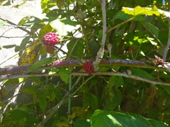 Rubus adenotrichos