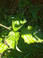 Rubus adenotrichos