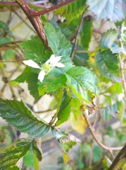 Rubus adenotrichos