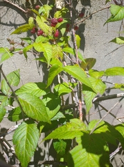 Rubus adenotrichos