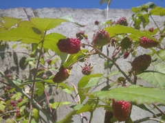 Rubus adenotrichos
