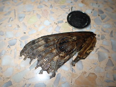 Lepidoptera