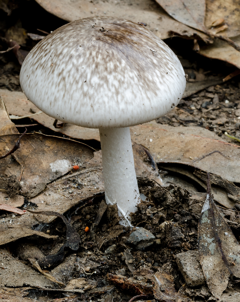 Marbled Death Cap