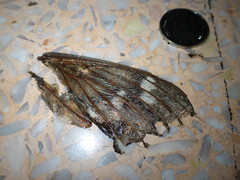 Lepidoptera