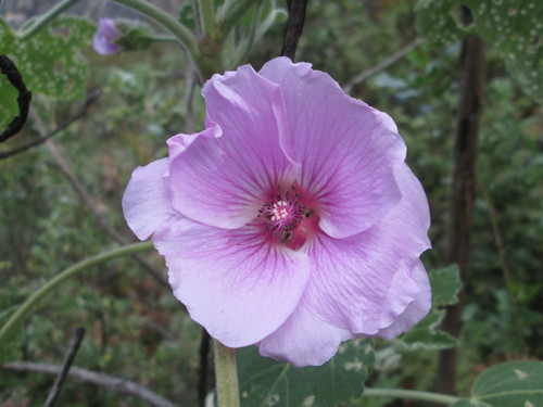 Image of Anisodontea julii by (c) Nolan Exe, some rights reserved (CC BY)
