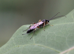 Diadegma