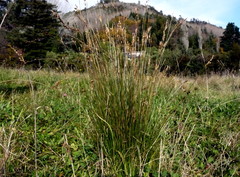 Juncus imbricatus chamissonis