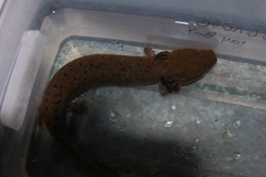 Necturus maculosus