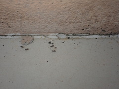 Paratrechina longicornis