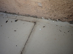 Paratrechina longicornis