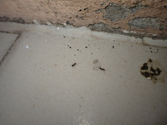 Paratrechina longicornis