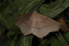 Gerinia honoraria