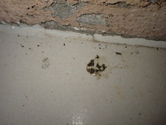 Paratrechina longicornis