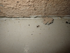 Paratrechina longicornis