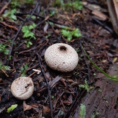 Lycoperdon compactum