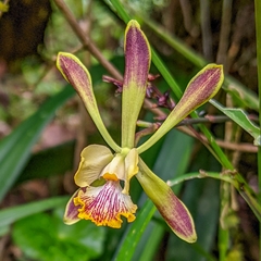 Encyclia alata