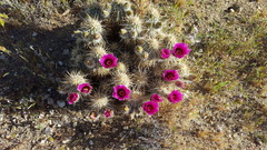 Echinocereus engelmannii