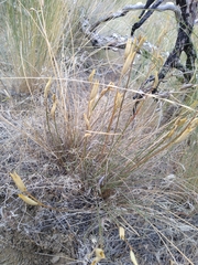 Astragalus conjunctus