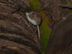 Taphozous mauritianus