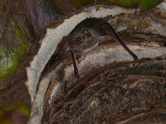 Taphozous mauritianus