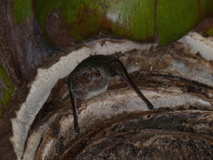 Taphozous mauritianus