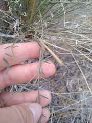 Astragalus conjunctus