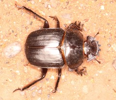 Scarabaeus