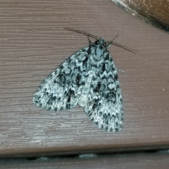 Acronicta fragilis