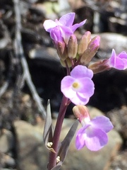 Boechera calderi