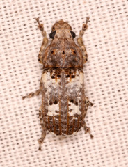 Phloeobiopsis plagifera