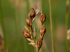 Juncus imbricatus chamissonis