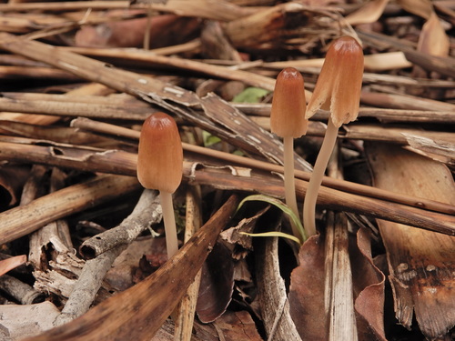 goldenhaired inkcap