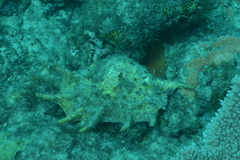 Lambis truncata
