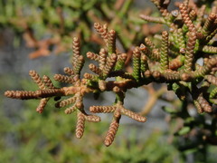 Cupressus pygmaea