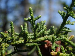 Cupressus pygmaea
