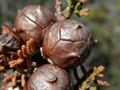 Cupressus pygmaea