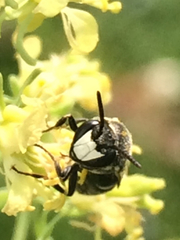 Hylaeus signatus