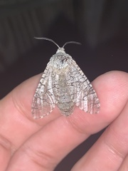 Prionoxystus macmurtrei