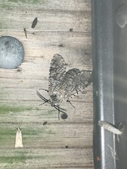 Prionoxystus macmurtrei