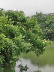 Albizia kalkora