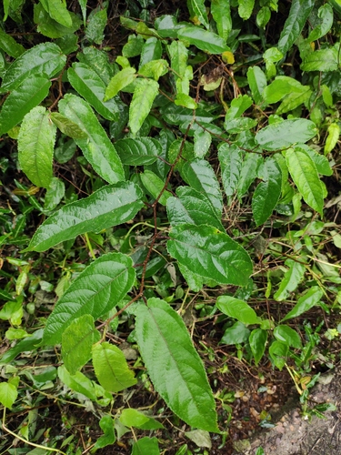 Broussonetia kaempferi iNat (1)